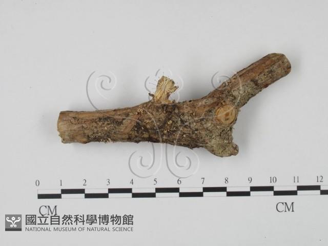 登錄號:F0013806藏品圖，第1張