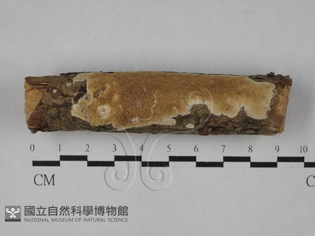 登錄號:F0028906藏品圖，第1張