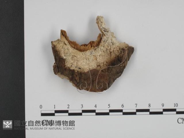 登錄號:F0008906藏品圖，第1張