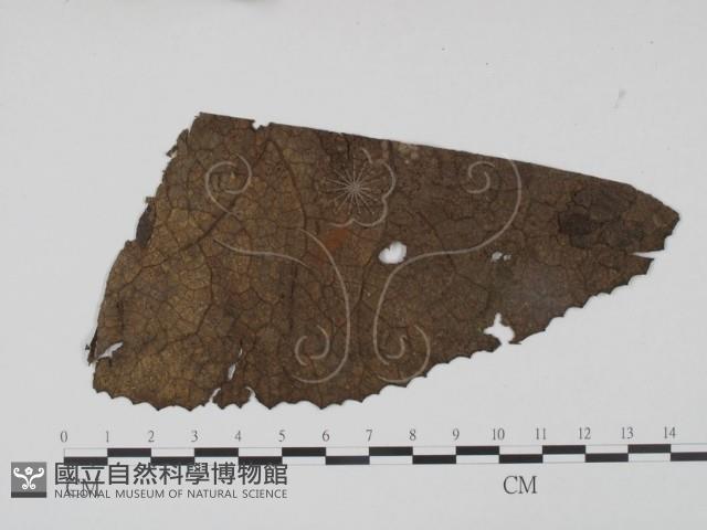 登錄號:F0018906藏品圖，第1張