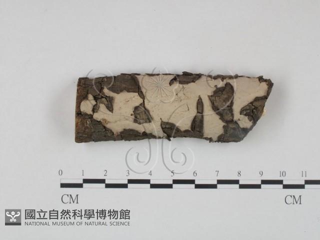 筍殼菌屬藏品圖，第1張