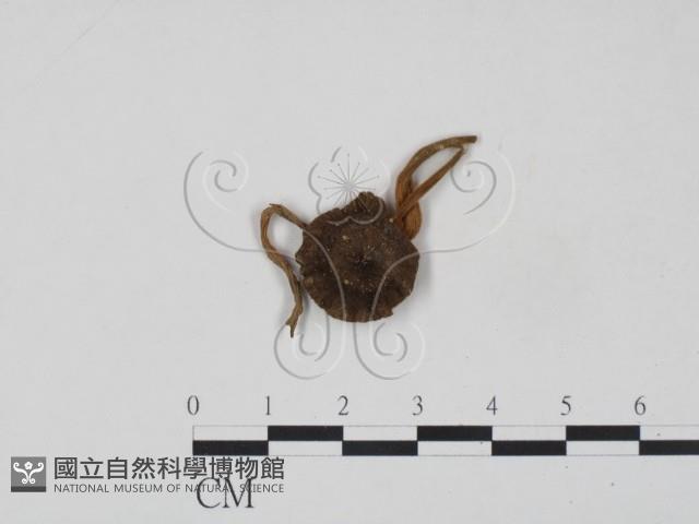 登錄號:F0010906藏品圖，第1張