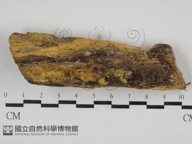 白邊黃孔菌藏品圖，第1張