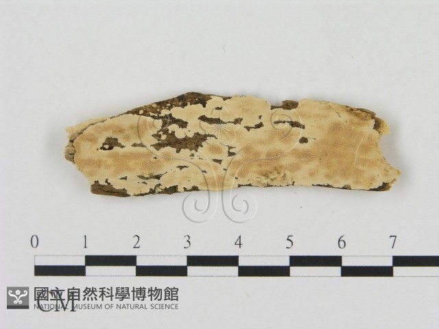 登錄號:F0006906藏品圖，第1張