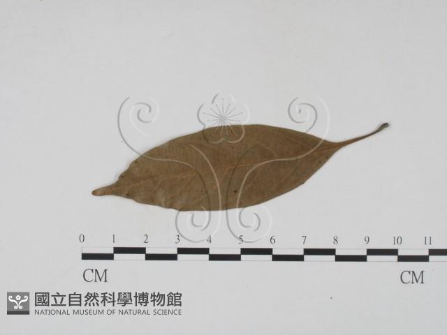 登錄號:F0016906藏品圖，第1張