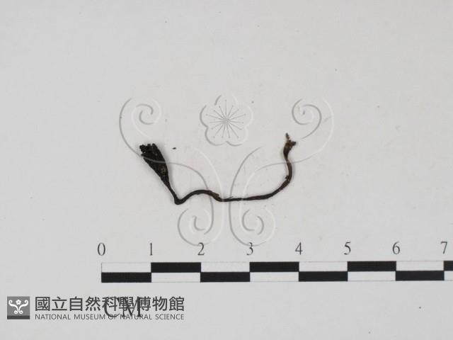炭角菌屬藏品圖，第1張