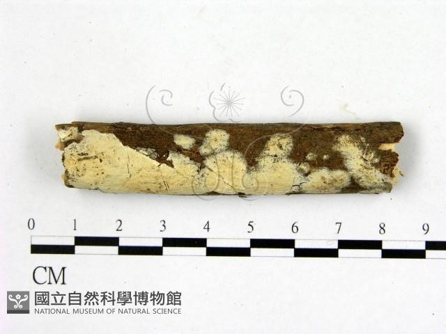 登錄號:F0014906藏品圖，第1張