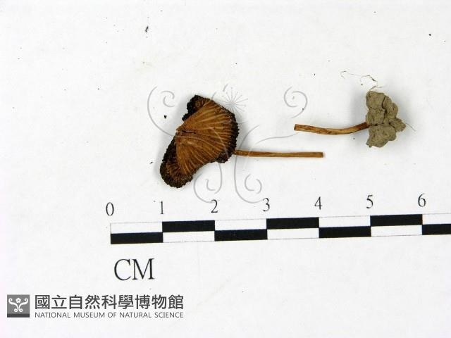 登錄號:F0022906藏品圖，第1張