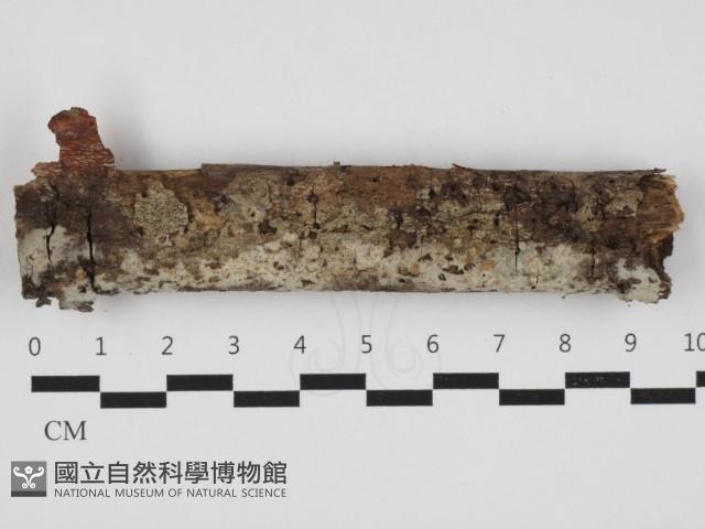 登錄號:F0032906藏品圖，第1張