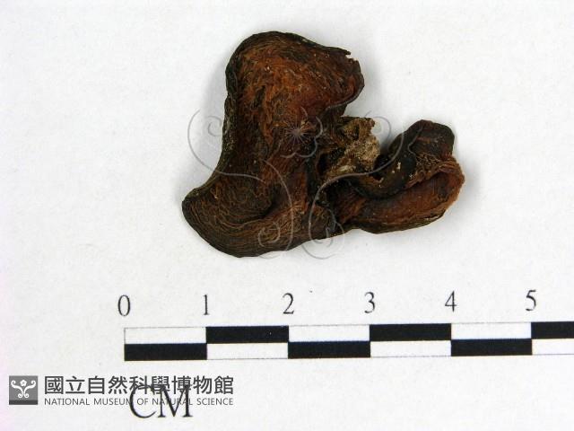 木耳屬藏品圖，第1張