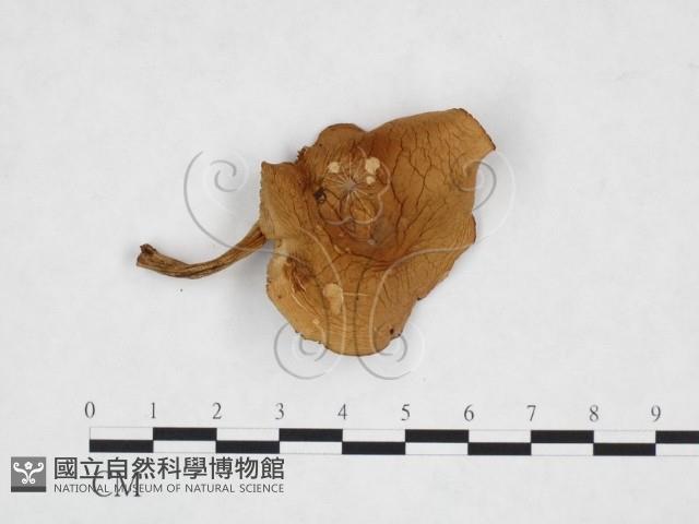 登錄號:F0025906藏品圖，第1張