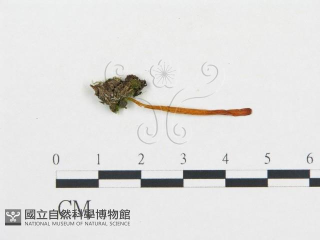 登錄號:F0015906藏品圖，第1張