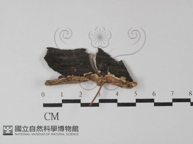 登錄號:F0029906藏品圖，第1張