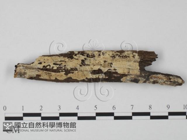 齒耳菌屬藏品圖，第1張