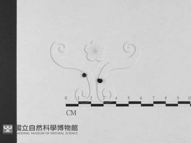 炭角菌屬藏品圖，第1張