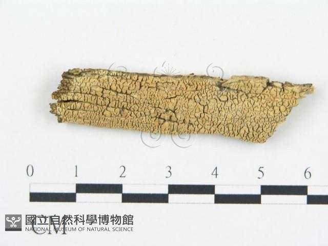 登錄號:F0003906藏品圖，第1張