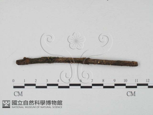 登錄號:F0013906藏品圖，第1張