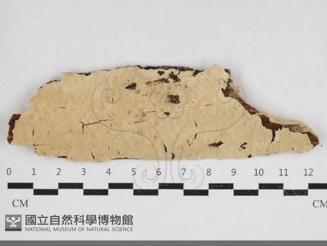 容氏菌屬藏品圖，第1張