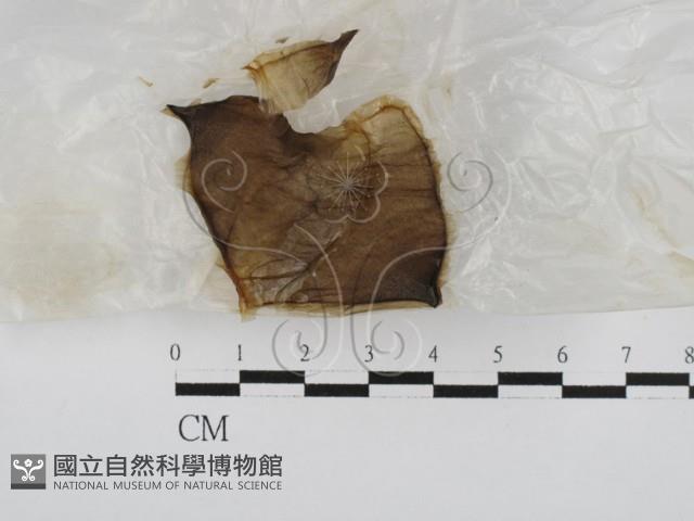 登錄號:F0028606藏品圖，第1張