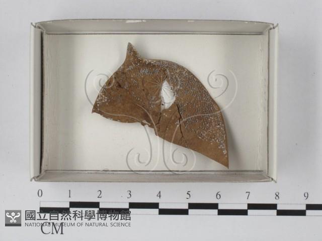 登錄號:F0020606藏品圖，第1張