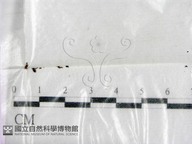 登錄號:F0000606藏品圖，第1張
