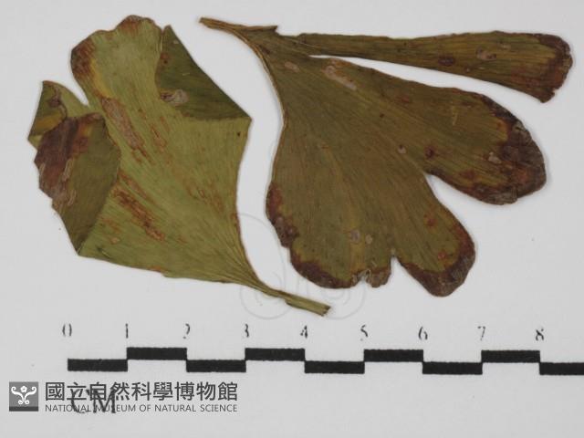 登錄號:F0026606藏品圖，第1張