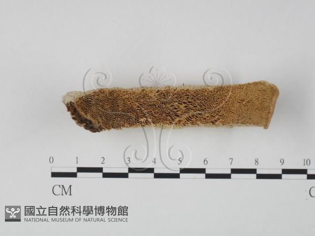 偏腫栓菌藏品圖，第1張