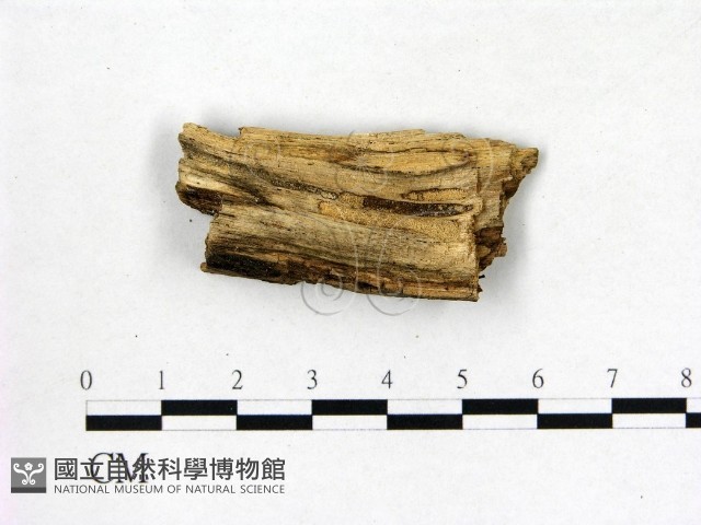 登錄號:F0016606藏品圖，第1張