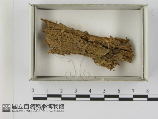 登錄號:F0021606藏品圖，第1張