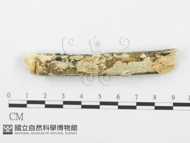 登錄號:F0001606藏品圖，第1張