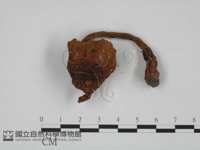 登錄號:F0024606藏品圖，第1張