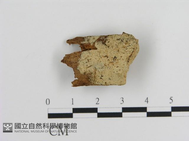 登錄號:F0004606藏品圖，第1張