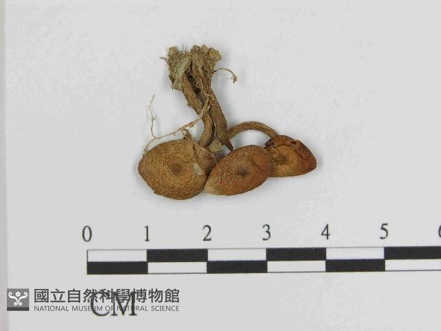 登錄號:F0014606藏品圖，第1張