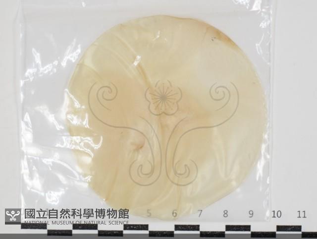 登錄號:F0034606藏品圖，第1張