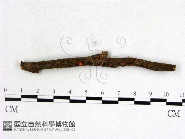 登錄號:F0022606藏品圖，第1張