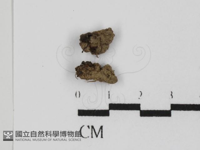 登錄號:F0002606藏品圖，第1張