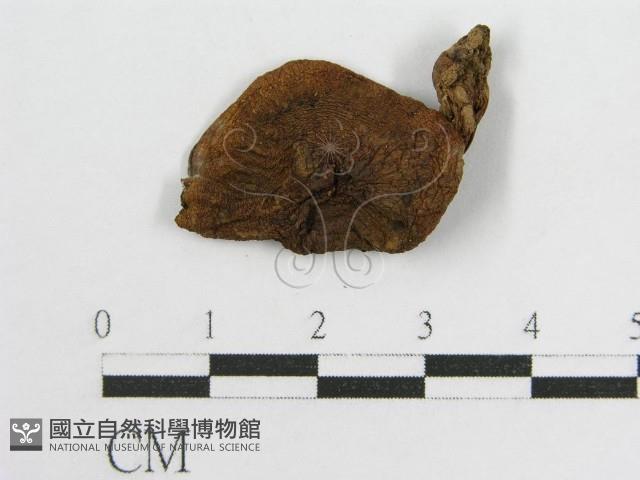 登錄號:F0012606藏品圖，第1張