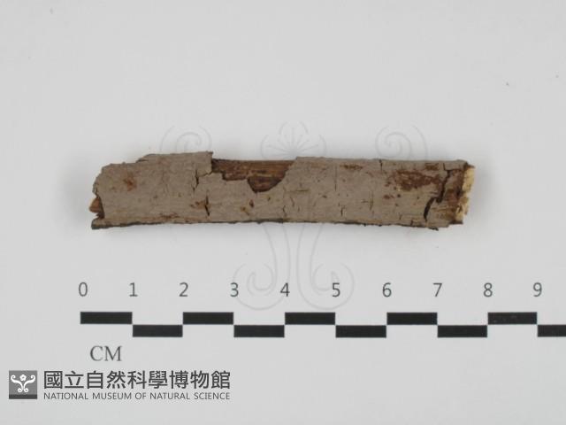 刺革菌屬藏品圖，第1張