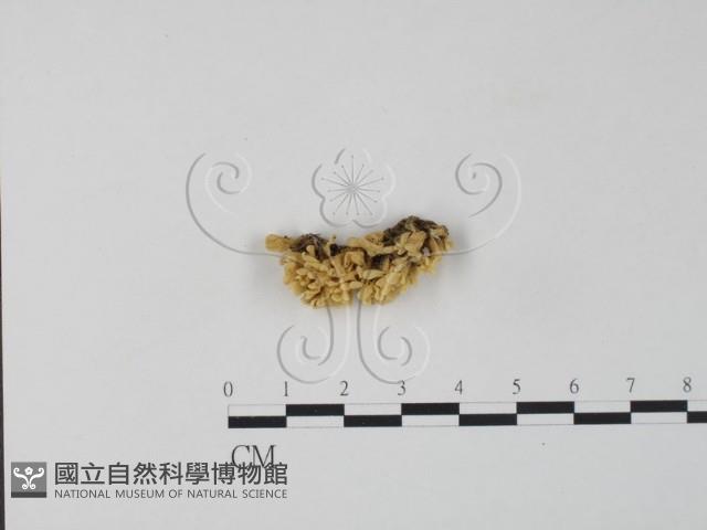 銀耳屬藏品圖，第1張