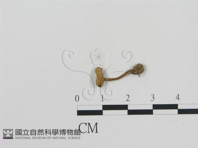 登錄號:F0015606藏品圖，第1張