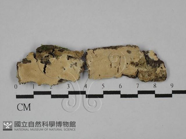 登錄號:F0029606藏品圖，第1張