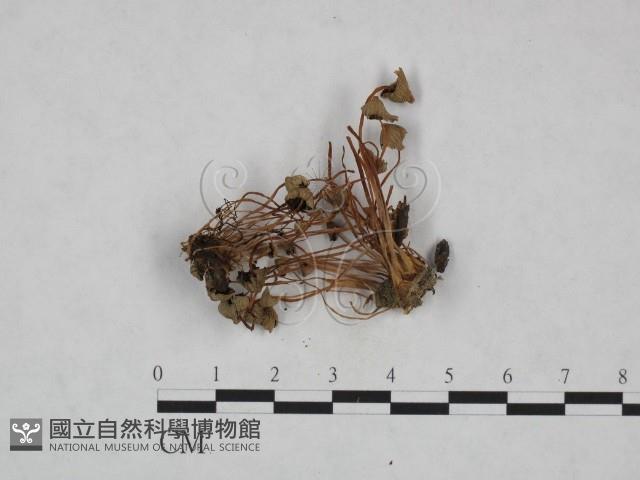 登錄號:F0023606藏品圖，第1張