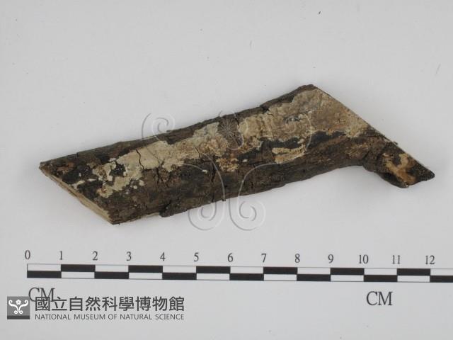 登錄號:F0003606藏品圖，第1張