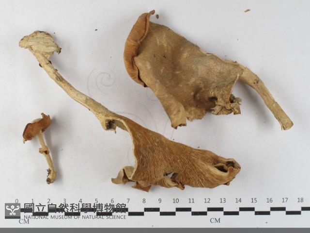 登錄號:F0033606藏品圖，第1張