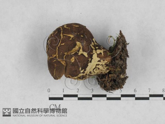 禿馬勃屬藏品圖，第1張
