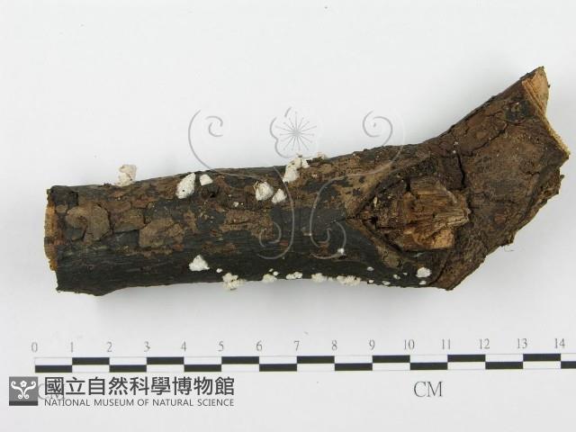 裂褶菌藏品圖，第1張