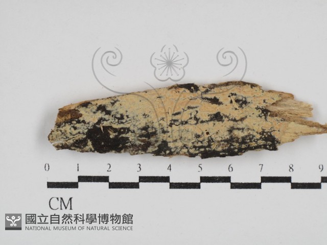 登錄號:F0030406藏品圖，第1張