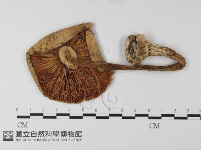 登錄號:F0021406藏品圖，第1張