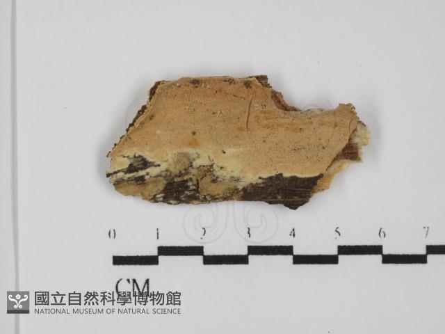 登錄號:F0031406藏品圖，第1張