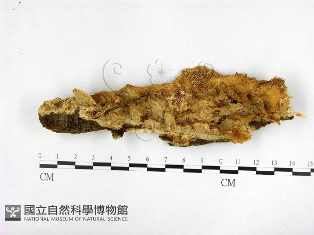 登錄號:F0022406藏品圖，第1張